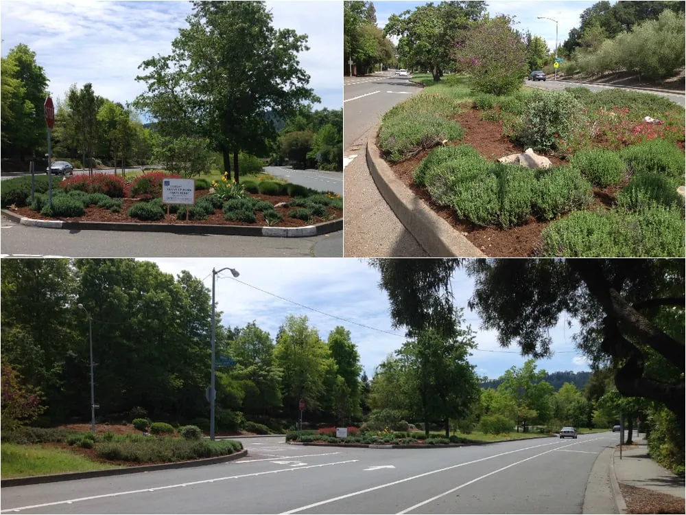 Trusted yard cleanup service for residential properties across Santa Rosa, CA - EcoCut and Trim