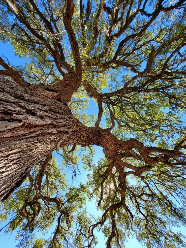 Affordable yard cleanup service with custom design across Boerne, TX - EcoDezign Landscaping