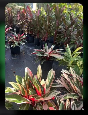 EcoFern Landscaping Logo