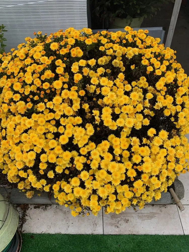 Custom residential landscaping for outdoor upgrades across Fort Myers, FL - Ecofriendly Garden Care