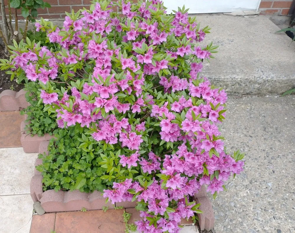 Local landscape installation experts serving Fort Myers, FL - Ecofriendly Garden Care