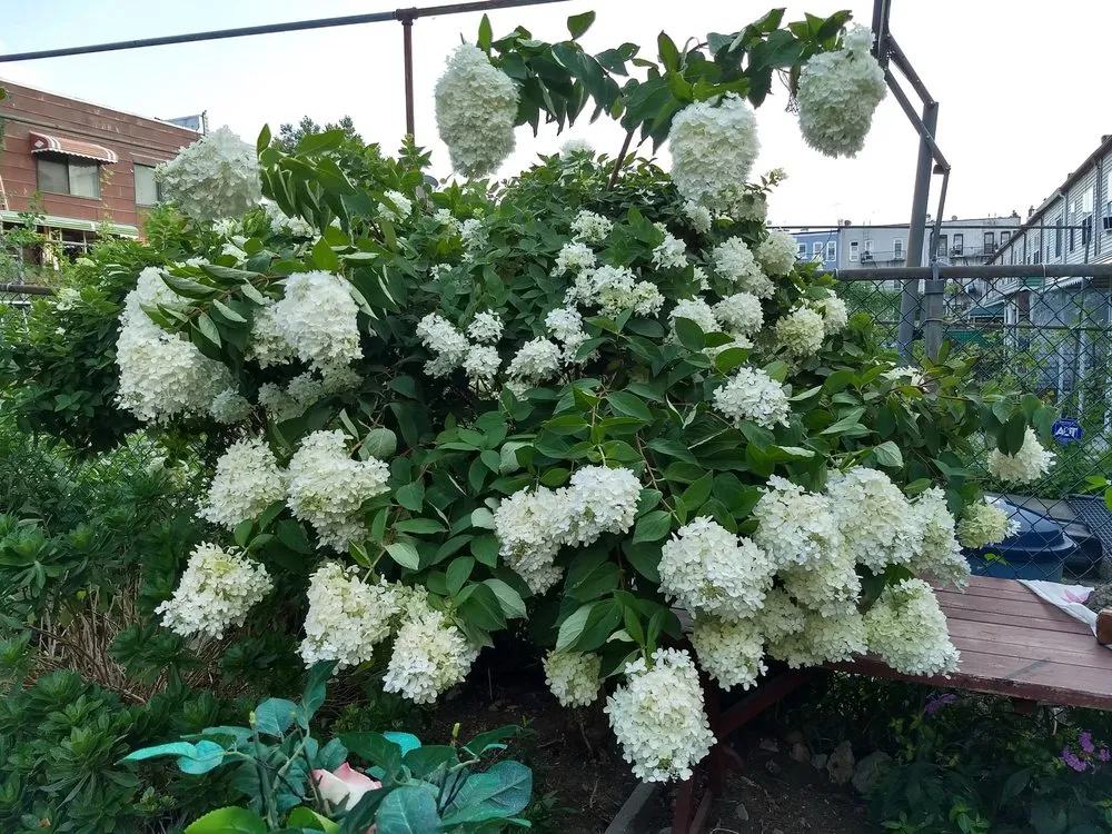 Custom landscape design in Fort Myers, FL by Ecofriendly Garden Care