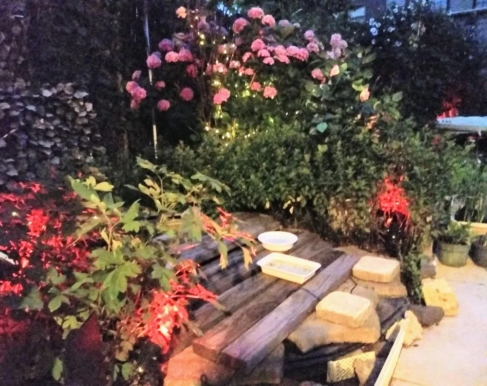 Affordable residential landscaping for year-round maintenance in Fort Myers, FL by Ecofriendly Garden Care