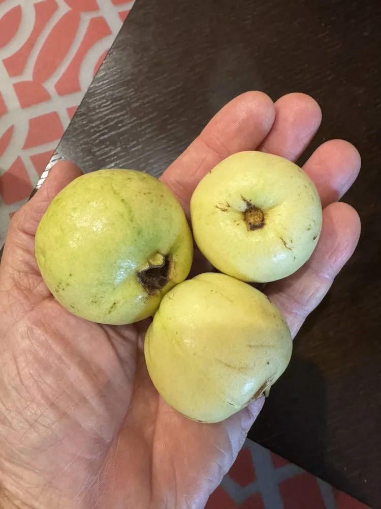 Custom yard maintenance for beautiful yards across Winter Garden, FL - Ecofruits of Florida