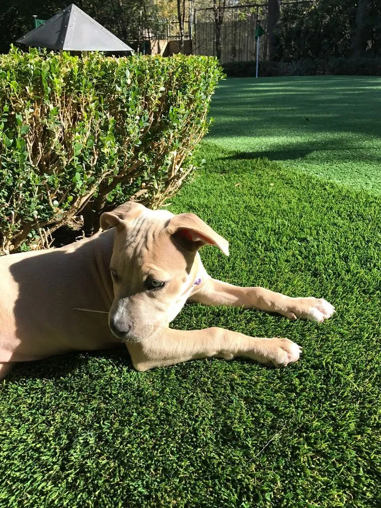 Top-rated yard maintenance in Chula Vista, CA - Ecograss