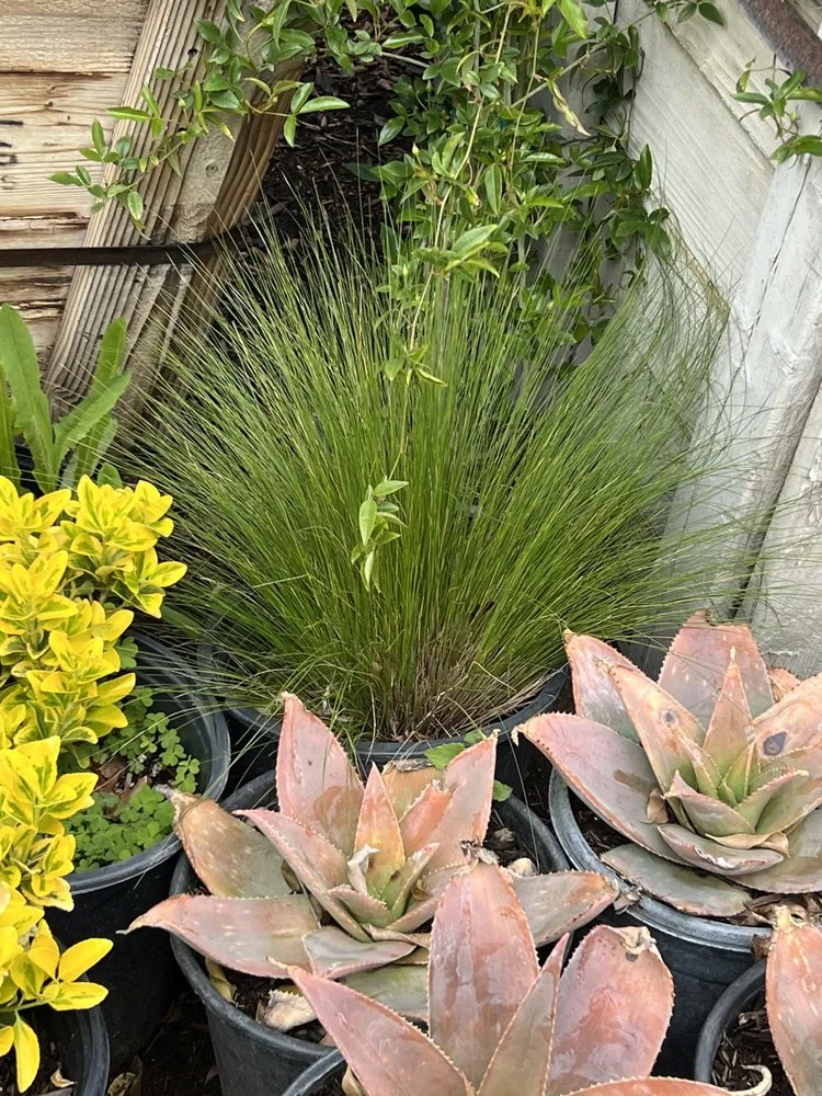 Custom yard maintenance for year-round maintenance in Hesperia, CA by Ecogreen Landscape