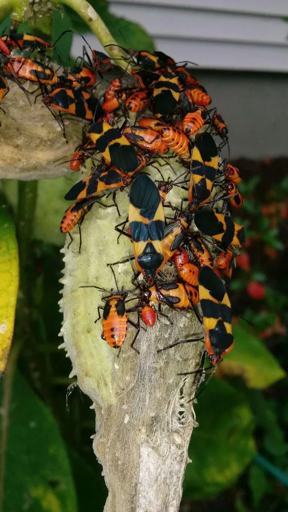 Top-rated landscape installation in Pine Beach, NJ - Ecoguard Pest & Turf