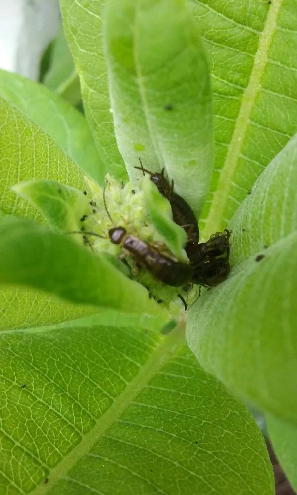 Affordable landscape design for beautiful yards across Pine Beach, NJ - Ecoguard Pest & Turf