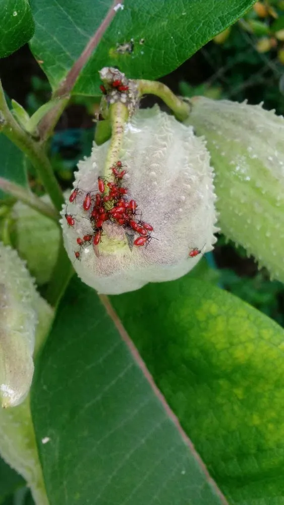 Local landscape design for year-round maintenance across Pine Beach, NJ - Ecoguard Pest & Turf