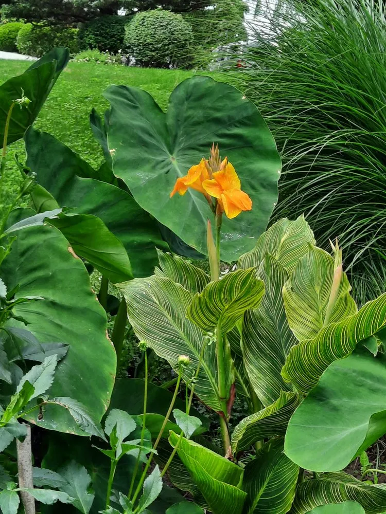 Top-rated yard maintenance for homes across Riverhead, NY - EcoHomeNY Designs