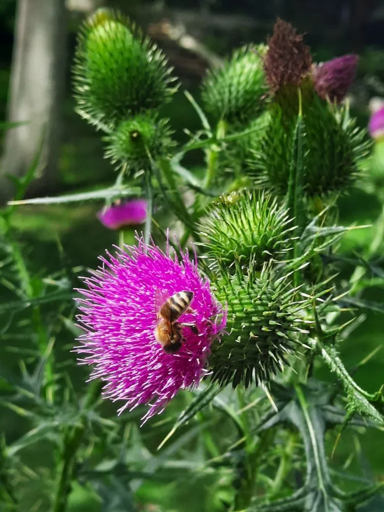 Top-rated yard maintenance in Riverhead, NY - EcoHomeNY Designs