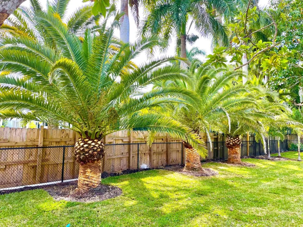 Expert residential landscaping in North Miami, FL by Ecolands