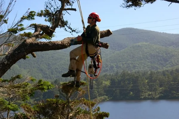 Local lawn care service experts serving Rockway Beach, OR - Ecologic Tree