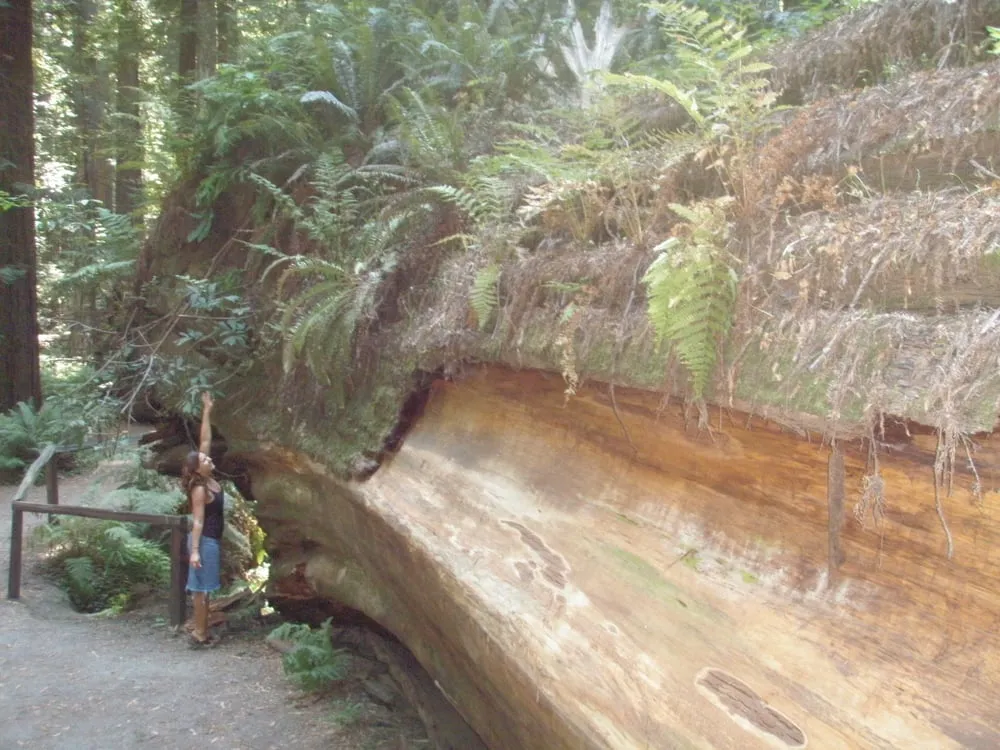 Local yard cleanup service in Rockway Beach, OR by Ecologic Tree