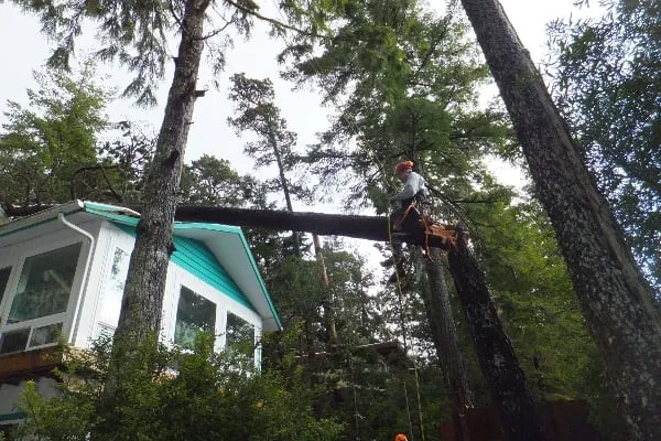 Top-rated lawn care service near you in Rockway Beach, OR by Ecologic Tree