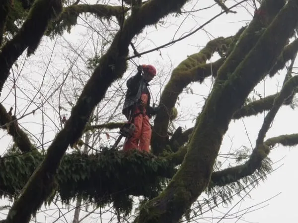 Reliable landscape installation experts serving Rockway Beach, OR - Ecologic Tree