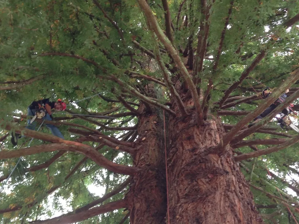 Professional garden landscaping in Rockway Beach, OR - Ecologic Tree