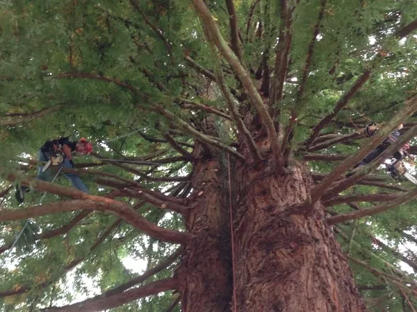 Local yard maintenance for beautiful yards in Rockway Beach, OR by Ecologic Tree