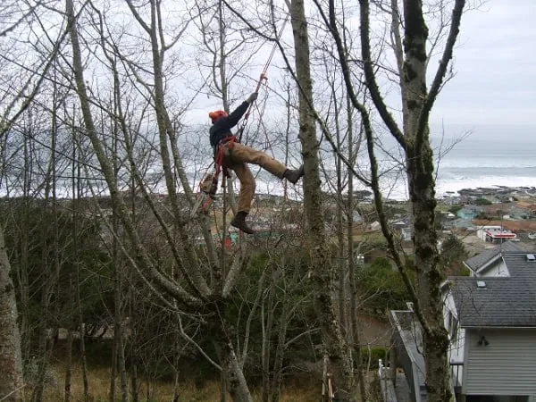 Professional yard maintenance for year-round maintenance in Rockway Beach, OR by Ecologic Tree
