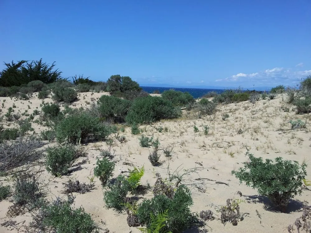 Top-rated yard maintenance in Santa Cruz, CA - Ecological Concerns