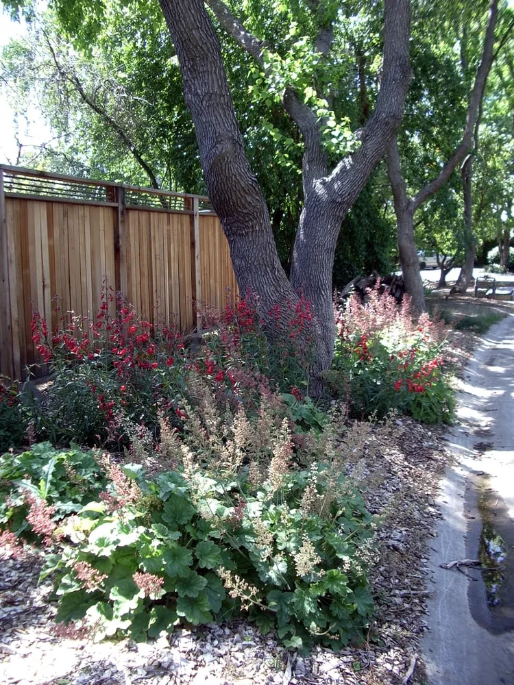 Affordable yard maintenance in Davis, CA by Ecological Landscape Design