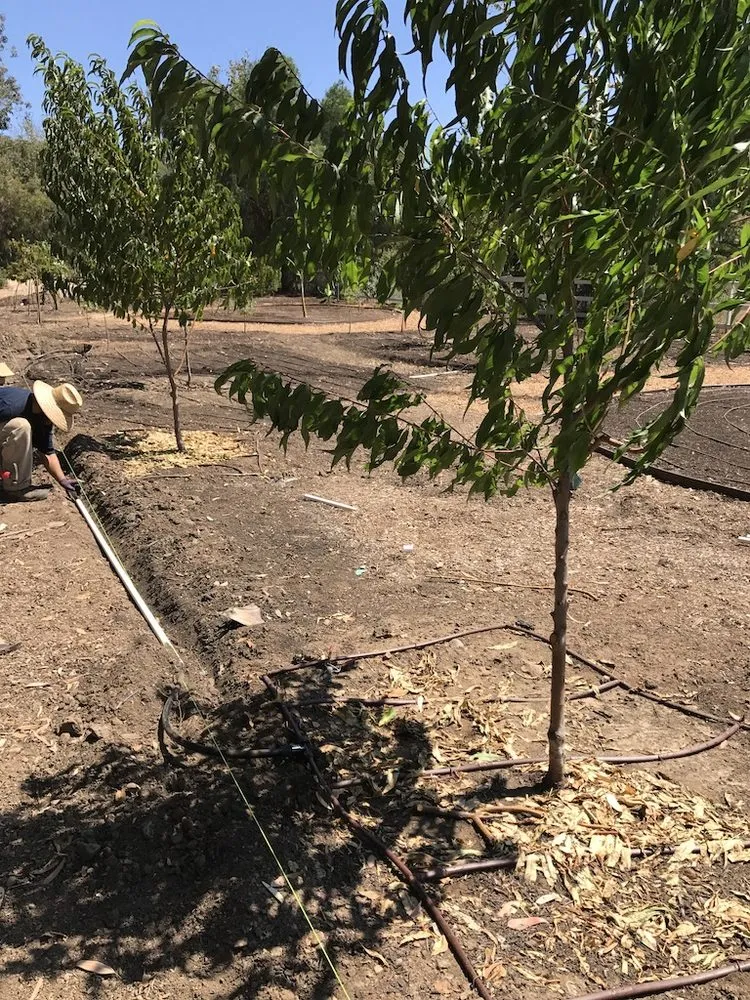 Expert yard cleanup service experts serving Encinitas, CA - Ecology Artisans