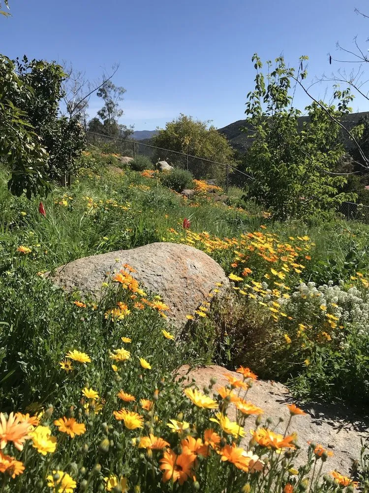 Professional yard maintenance for residential properties in Encinitas, CA by Ecology Artisans