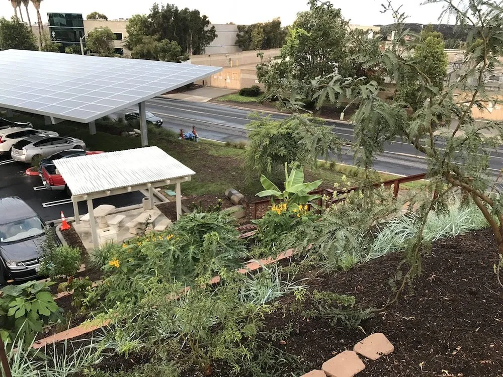 Local yard cleanup service in Encinitas, CA - Ecology Artisans
