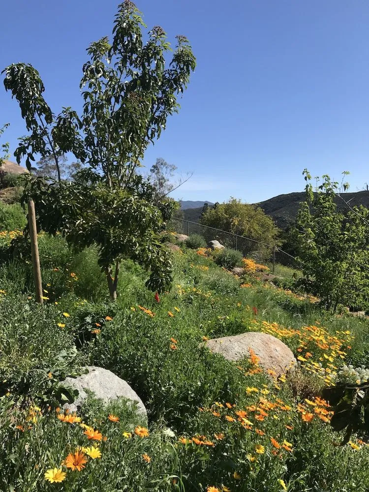 Professional lawn care service in Encinitas, CA by Ecology Artisans