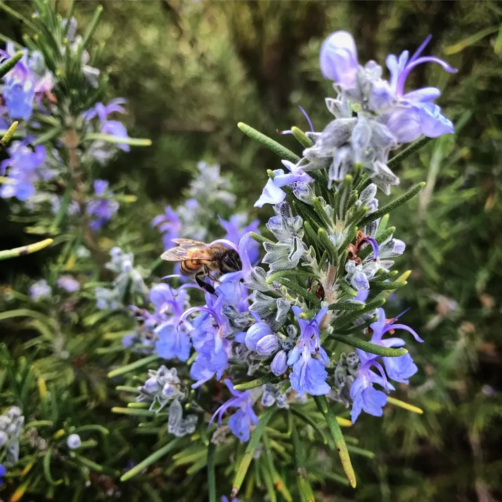 Professional landscaping services experts serving Encinitas, CA - Ecology Artisans
