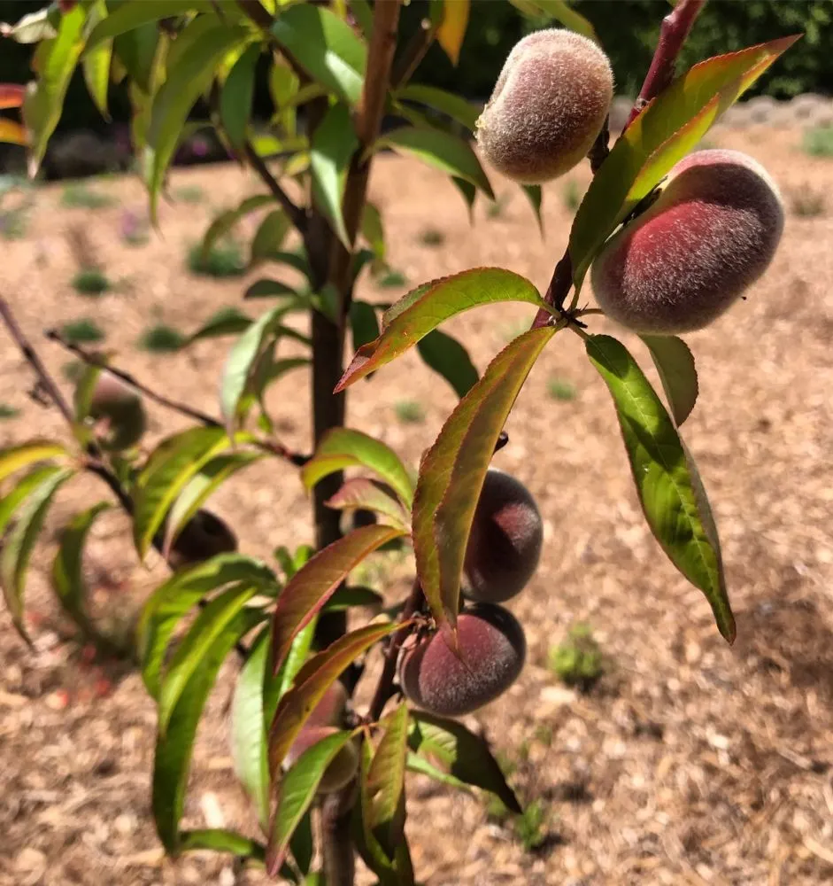 Affordable landscape design near you across Encinitas, CA - Ecology Artisans