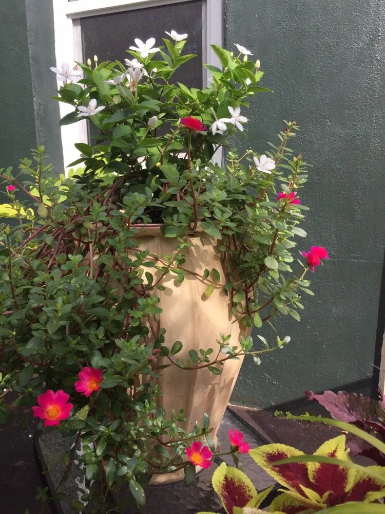 Custom residential landscaping in Fort Lauderdale, FL by Ecolux Landscapes