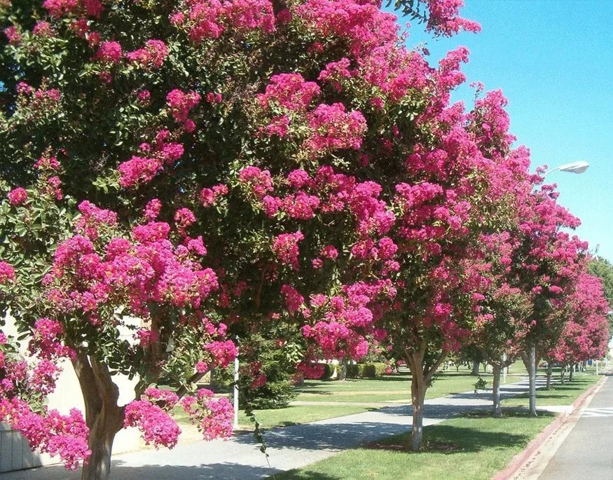 Affordable outdoor landscaping with custom design across Fort Lauderdale, FL - Ecolux Landscapes