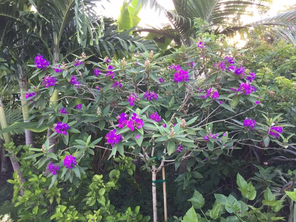 Affordable lawn mowing service in Fort Lauderdale, FL by Ecolux Landscapes