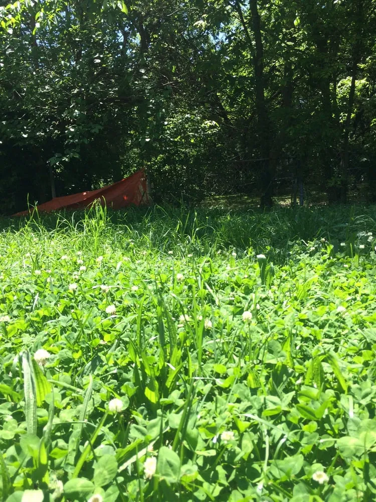 Expert landscaping services for homes in Virginia Beach, VA by Economic Mowing