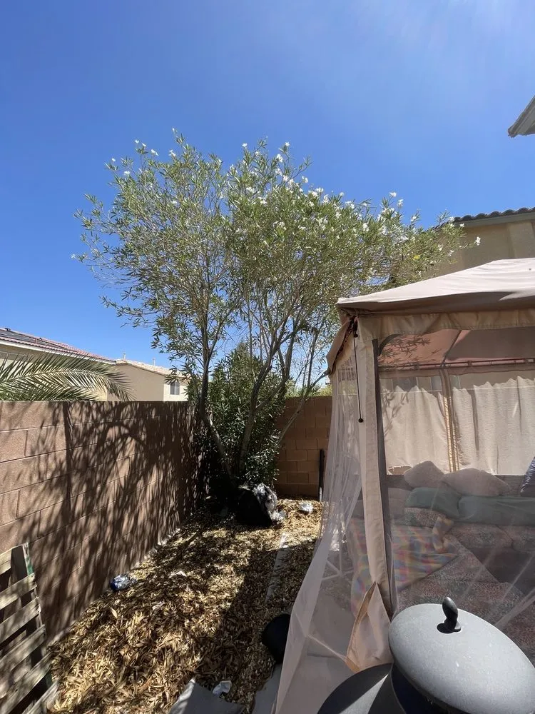 Expert lawn mowing service experts serving Las Vegas, NV - Economy Landscaping