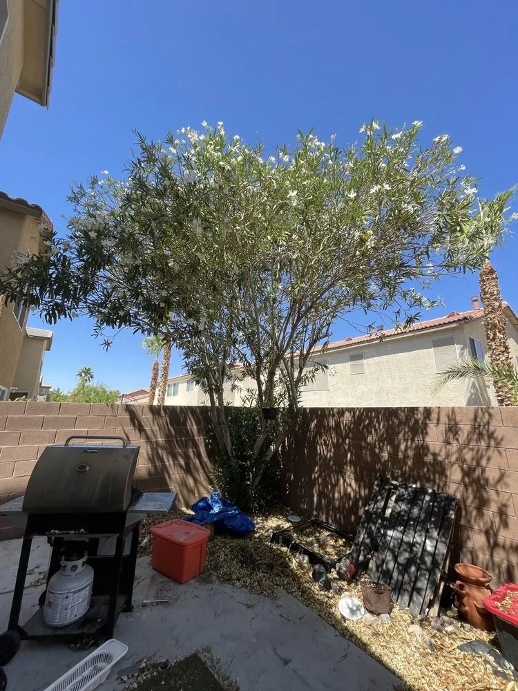 Trusted landscape design in Las Vegas, NV - Economy Landscaping