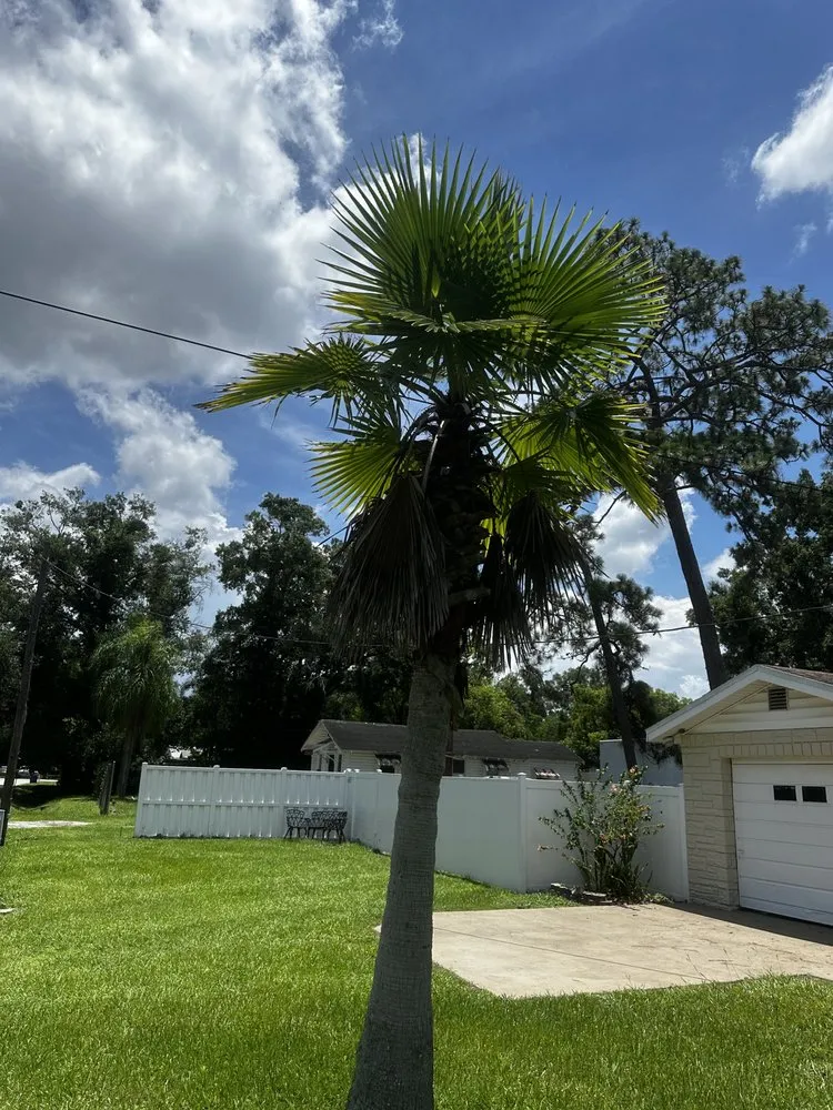 Local lawn mowing service experts serving Tampa, FL - Economy Landscaping