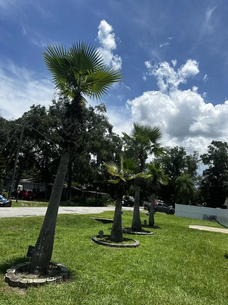 Top-rated landscaping services for outdoor upgrades in Tampa, FL by Economy Landscaping
