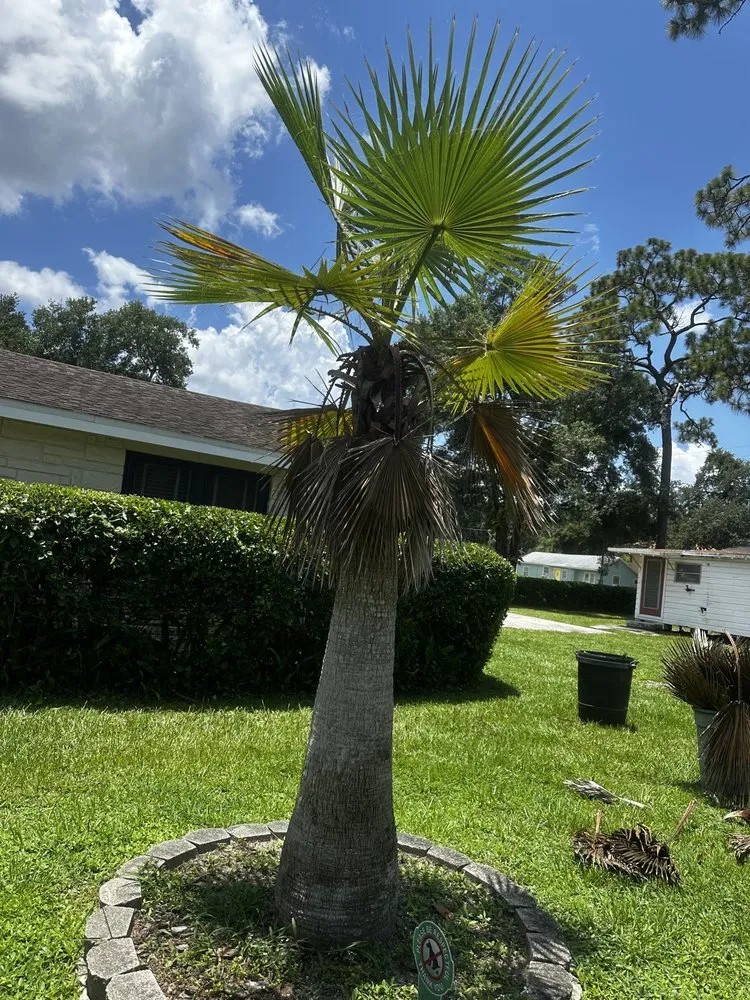 Local lawn care service for year-round maintenance across Tampa, FL - Economy Landscaping