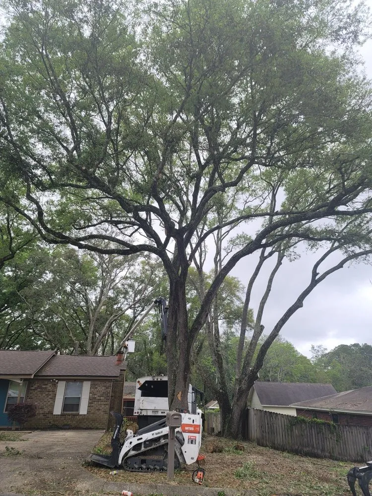 Local yard cleanup service in Pensacola, FL - Economy Tree Service