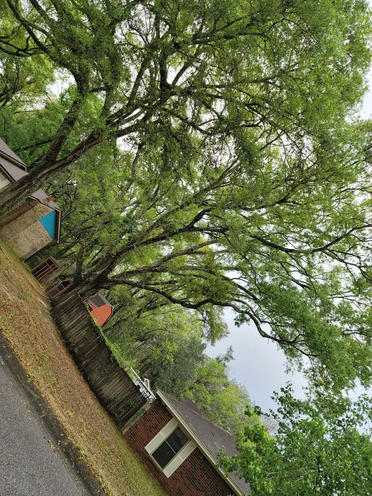 Professional landscape installation in Pensacola, FL - Economy Tree Service