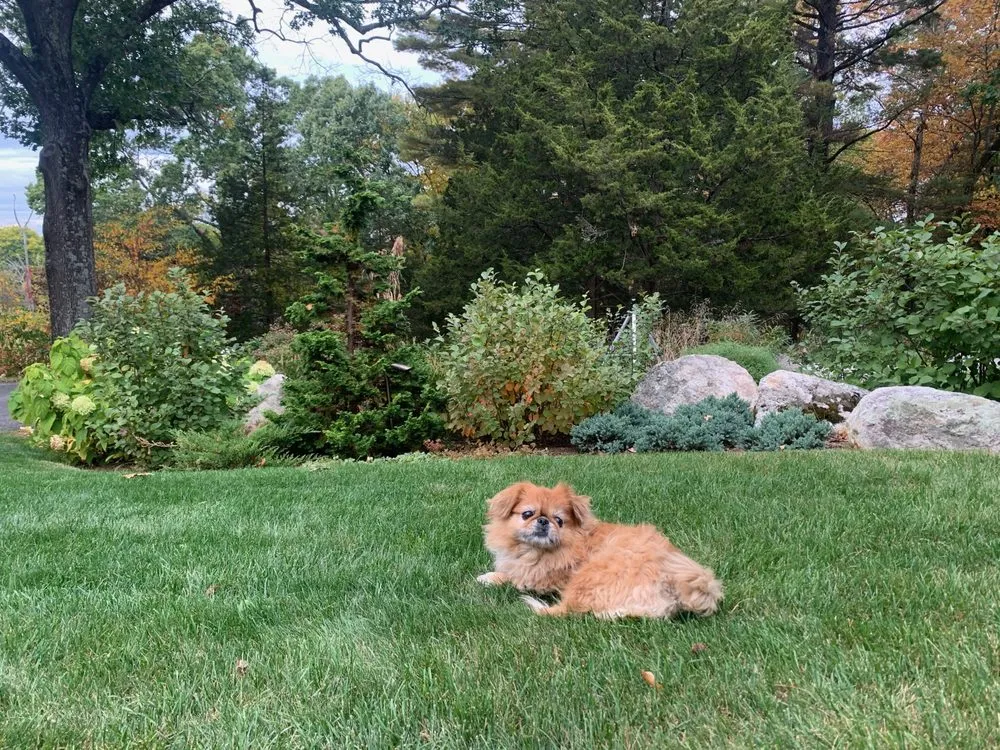 Top-rated landscape installation experts serving Acton, MA - EcoQuiet Lawn Care