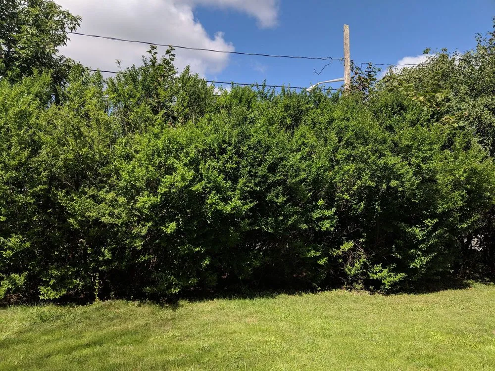 Expert landscape installation for beautiful yards across Syracuse, NY - Ecoscape Design