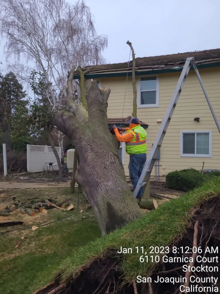Affordable yard cleanup service in Manteca, CA - Ecoscape Landscaping