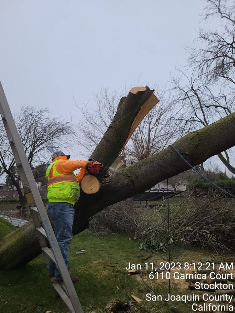 Expert yard maintenance in Manteca, CA by Ecoscape Landscaping