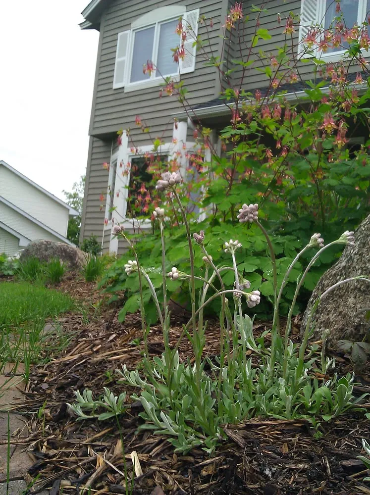 Top-rated lawn mowing service in Elko New Market, MN - Ecoscapes Sustainable Landscaping