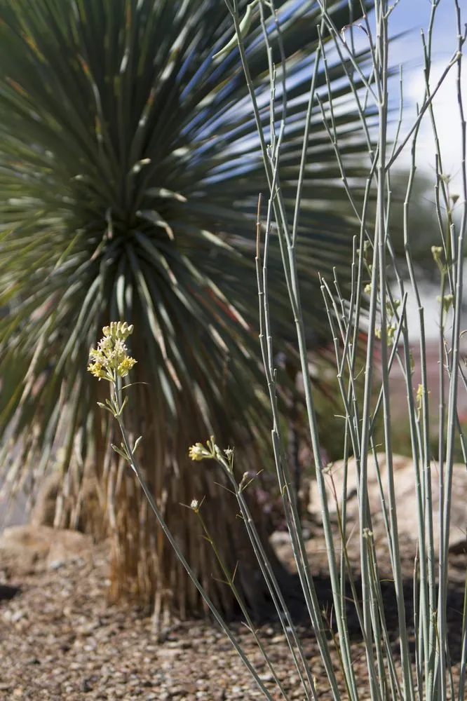 Custom landscape installation for beautiful yards in Tucson, AZ by EcoSense Sustainable Landscapes