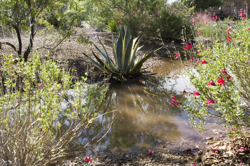 Expert landscape design for residential properties in Tucson, AZ by EcoSense Sustainable Landscapes
