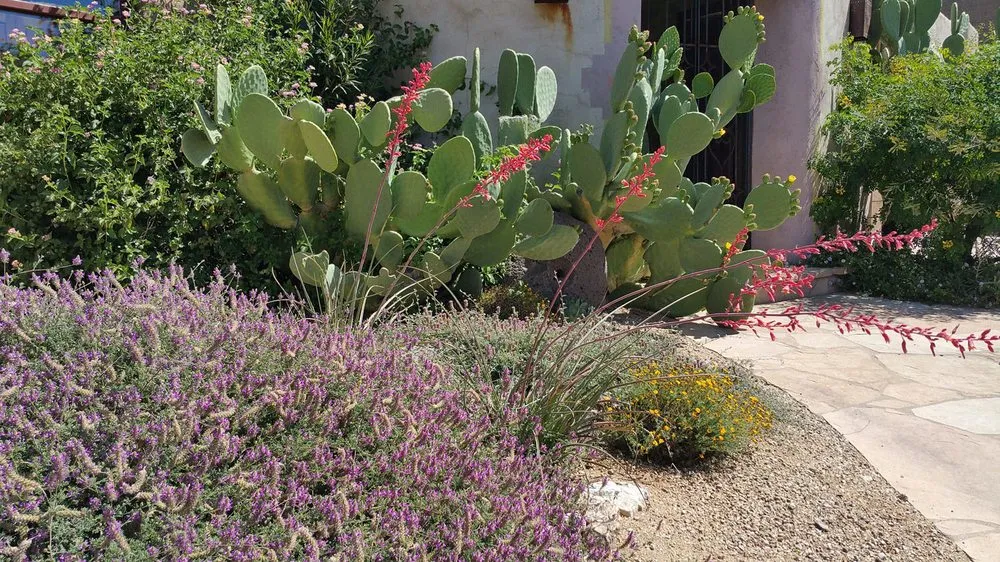 Trusted garden landscaping in Tucson, AZ by EcoSense Sustainable Landscapes